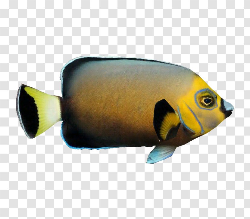 Bony Fishes Marine Biology Fauna Coral Reef Fish - Organism Transparent PNG