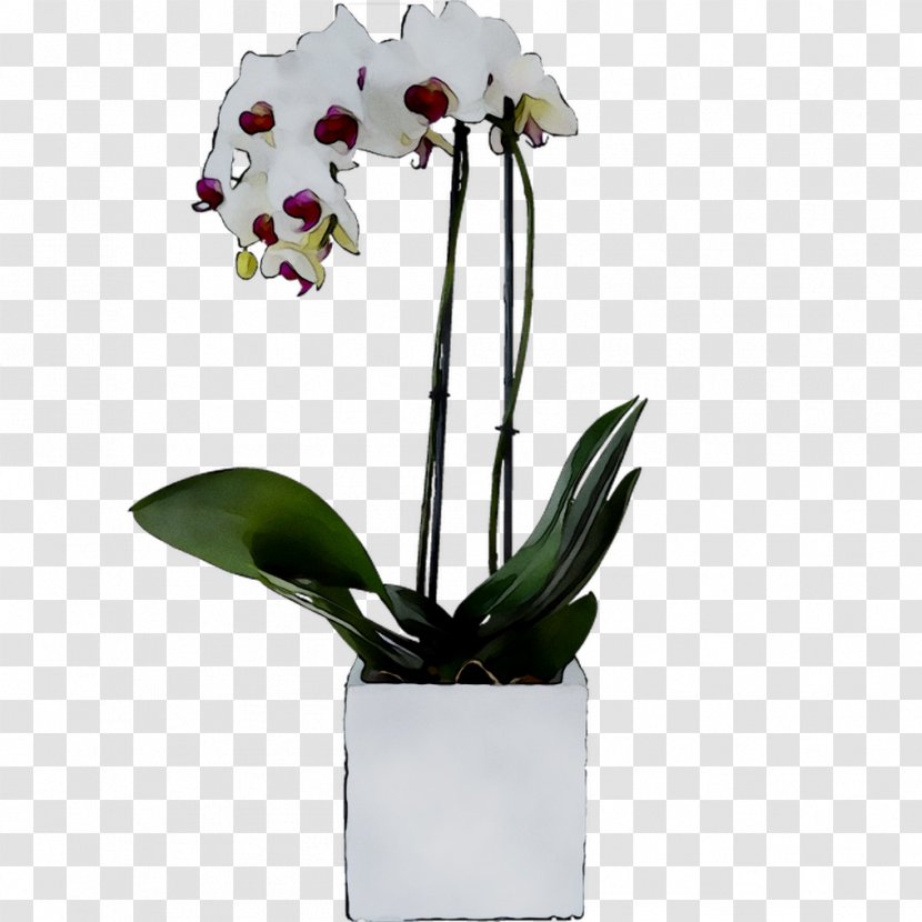 Moth Orchids Cut Flowers Cattleya Plant Stem - Plants Transparent PNG