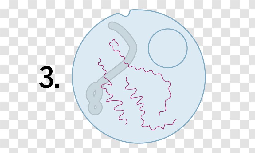 Animal Circle Cartoon Font - Flower - Three Eye Virus Cells Transparent PNG