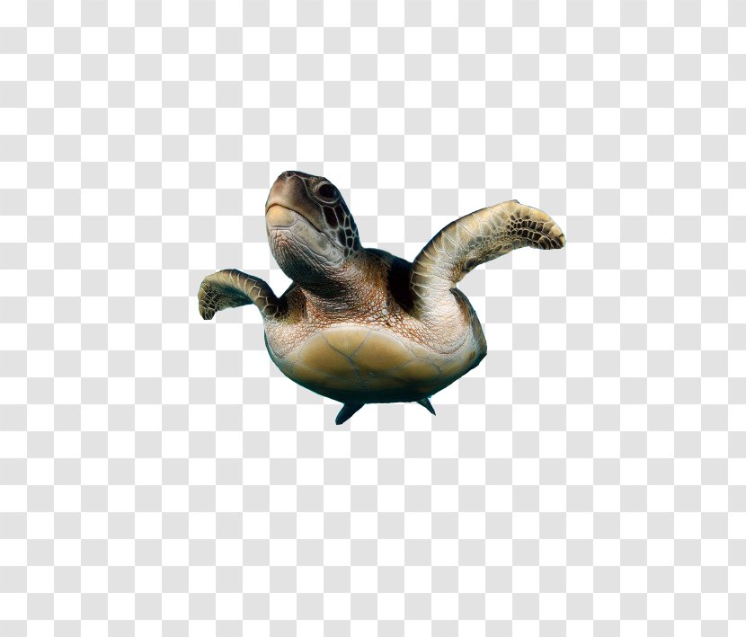 Sea Turtle Duck Reptile - Water Bird - Products In Kind Transparent PNG