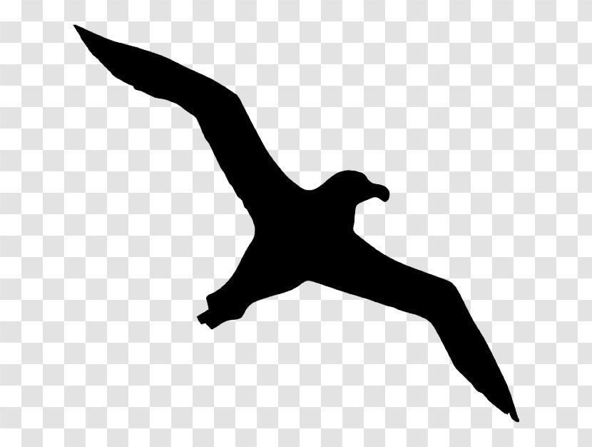 Bird Albatross Icon - Wandering - Transparent Background Transparent PNG