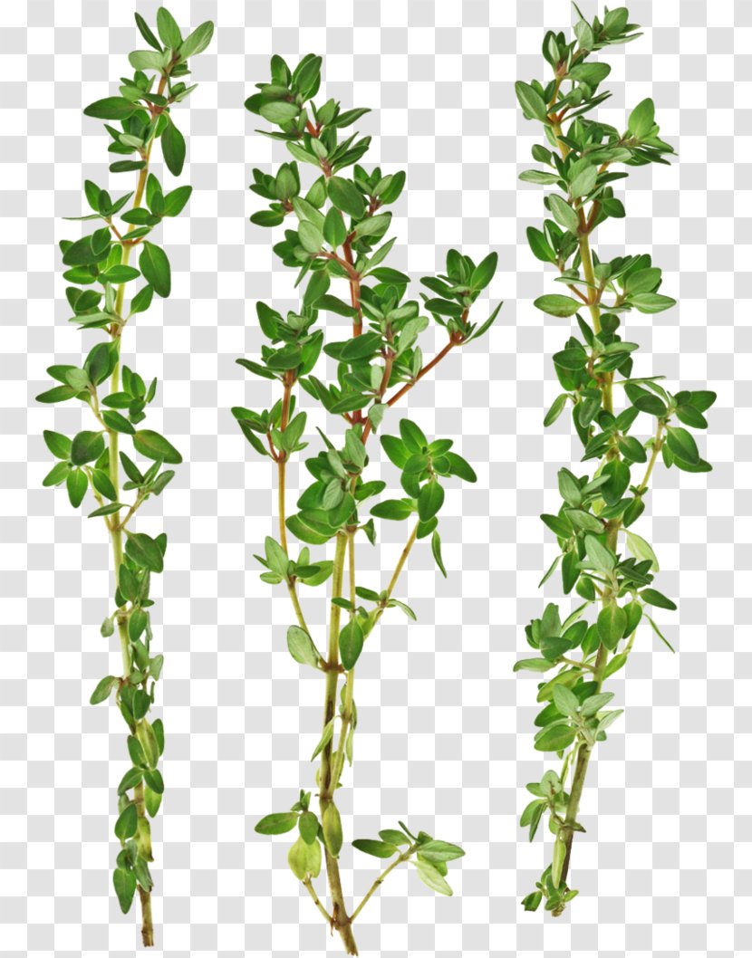 Thymus Citriodorus Garden Thyme Irish Stew Herb Vegetable - Photography - Parsley Transparent PNG