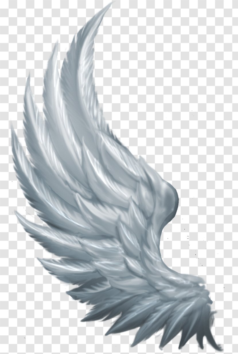 Water Bird Runes Beak Feather Transparent PNG