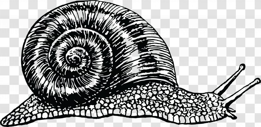 Snail Cornu Aspersum Drawing Clip Art - Snails And Slugs Transparent PNG