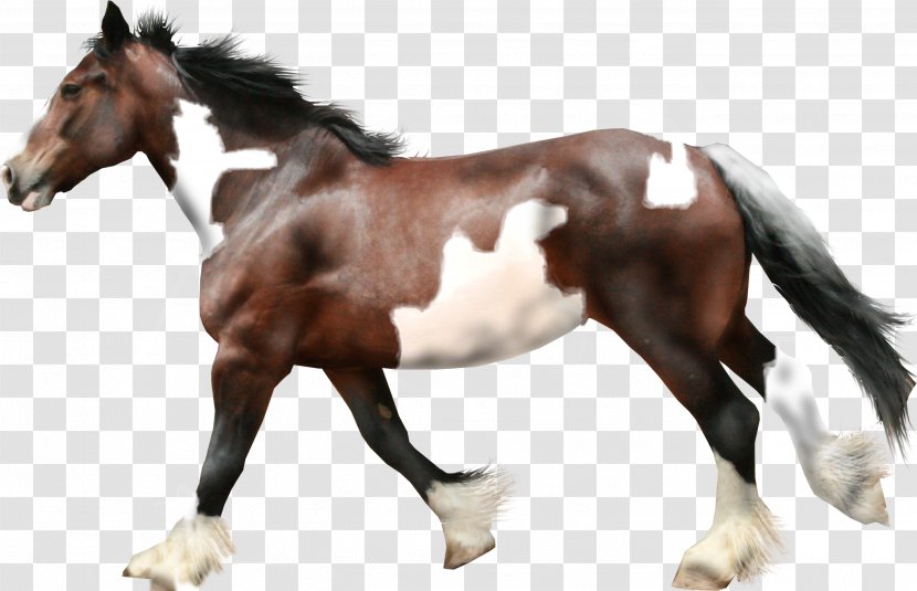 Horse Mare Drawing - Work Of Art - Cartoon Picture Creative Transparent PNG