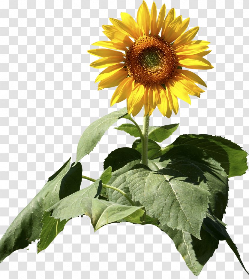 Common Sunflower Seed Daisy Family Plant - Flowering Transparent PNG