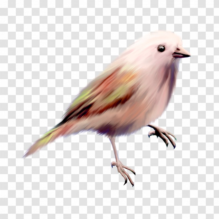 Bird Clip Art - Aile - Color Cute Birds Transparent PNG