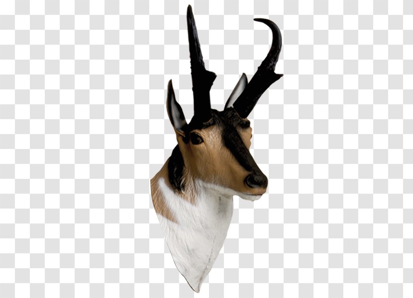 Springbok Antelope Pronghorn Impala Archery - Snout - Gazelle Transparent PNG