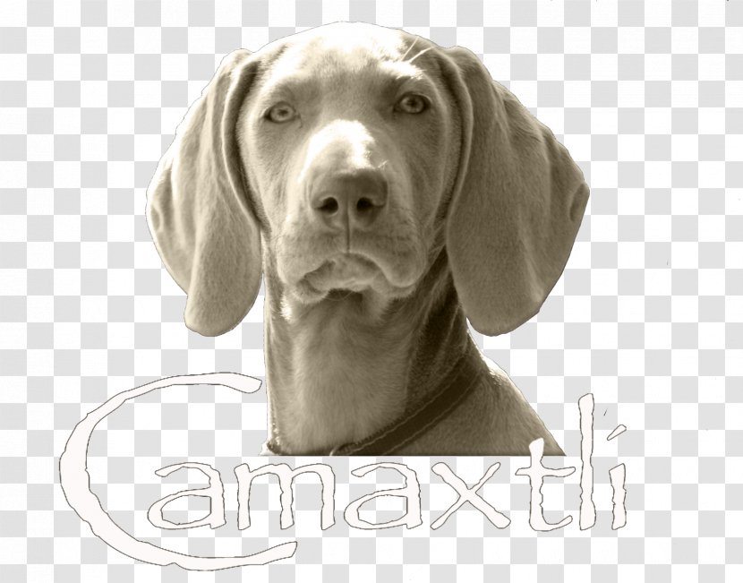 Weimaraner Dog Breed Companion Pointing Snout - Sporting Group Transparent PNG