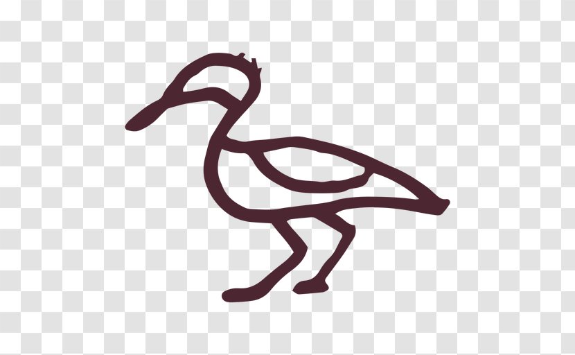 Bird Duck Goose Graphics Mallard - Drawing Transparent PNG