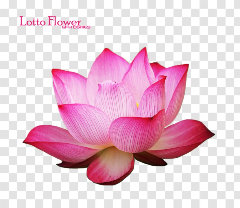 Plastic Material EC21, Inc. Company Quality - Sacred Lotus - Bloom Transparent PNG