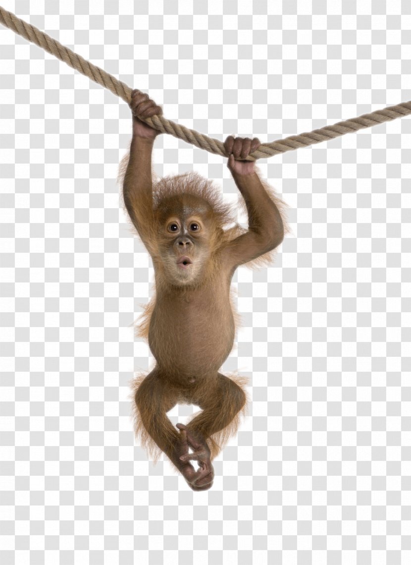 Monkey Clip Art - Picmonkey - An Orangutan Hanging On A Rope Transparent PNG