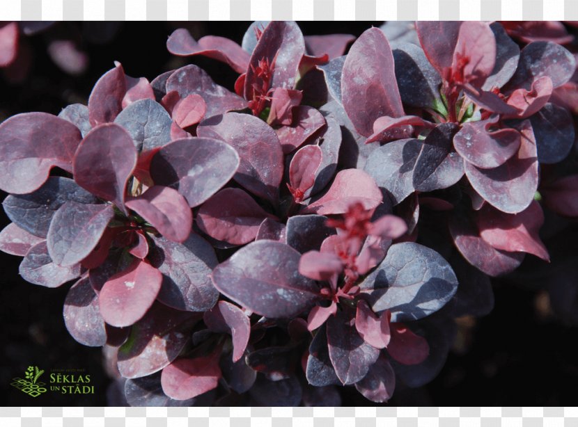 Barberry Pink M - Flowering Plant - Berberis Thunbergii Transparent PNG