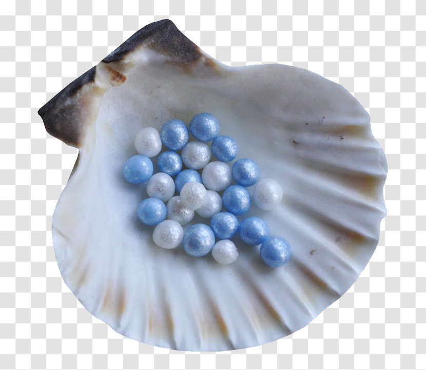 Seashell Pearl Clip Art - Shell Transparent PNG