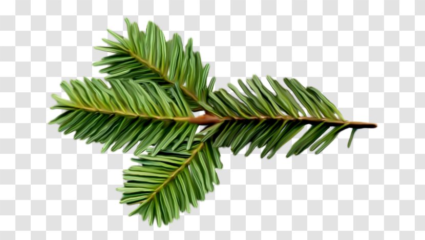 Spruce Balsam Fir Twig Tree Pine - Eastern Hemlock Transparent PNG