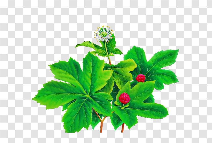 Flower Leaf Plant Herbal Herb - Perennial Geranium Transparent PNG