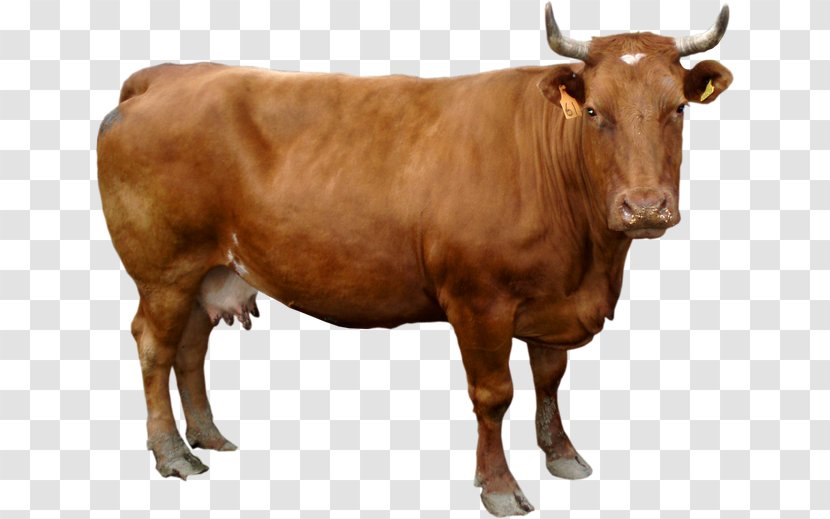 Holstein Friesian Cattle Guernsey Dairy - Horn - Sticker Transparent PNG