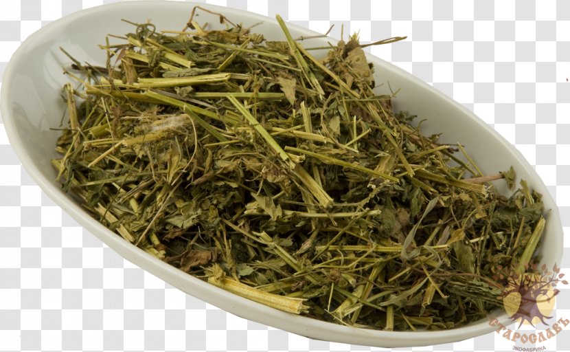 Tea Mate Sencha Lemon Balm Herbaceous Plant - Infusion Transparent PNG