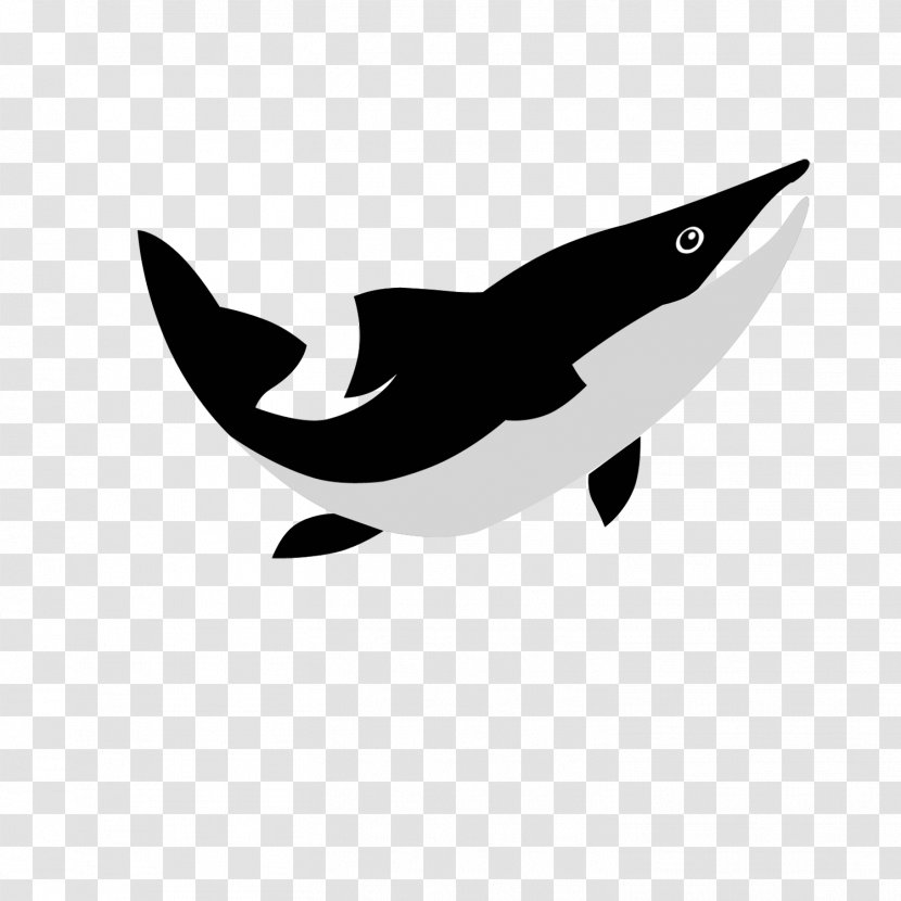 Dolphin Porpoise Cetacea White Clip Art Transparent PNG