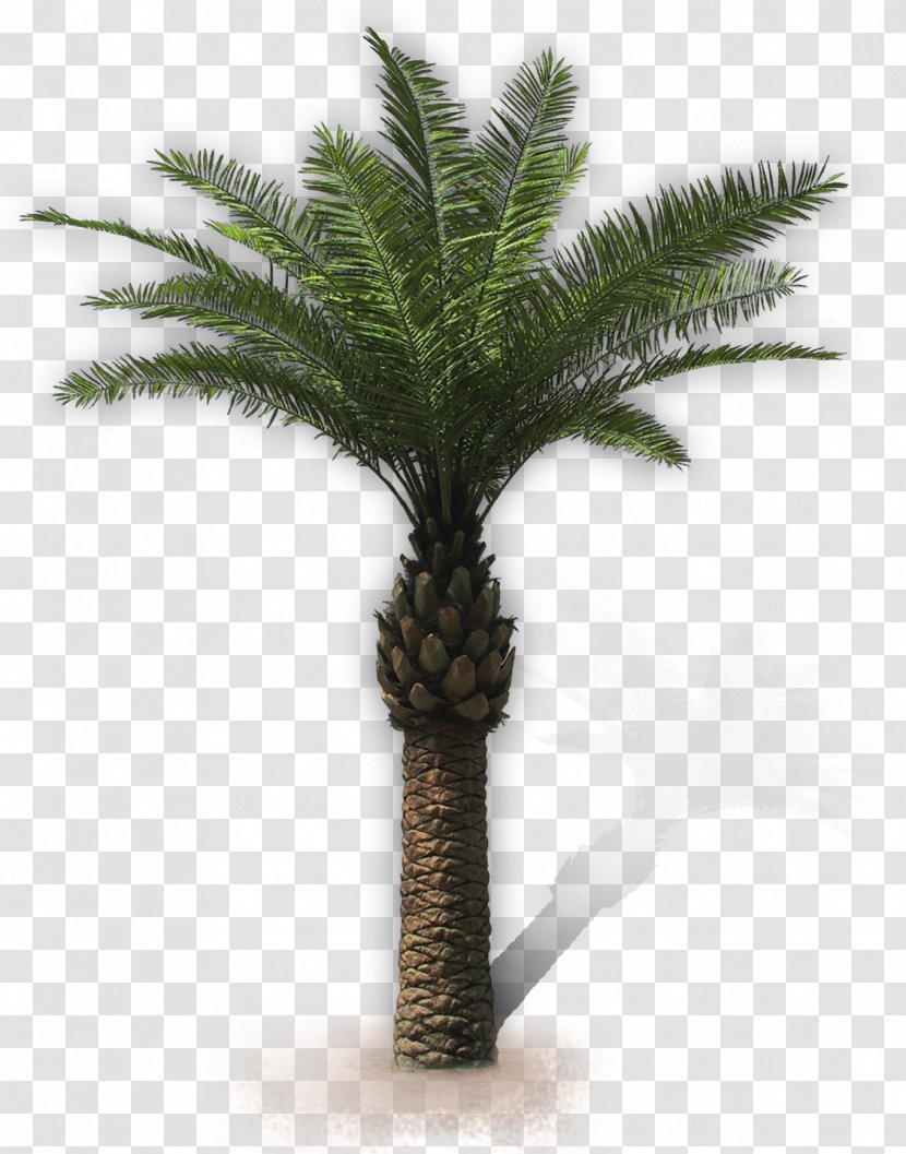 Arecaceae San Vito Lo Capo Attalea Speciosa Villa Oil Palms - Asian Palmyra Palm - Palma Transparent PNG