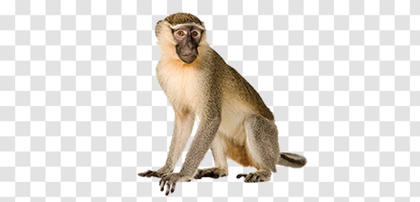 Primate Vervet Monkey Clip Art - Fauna Transparent PNG