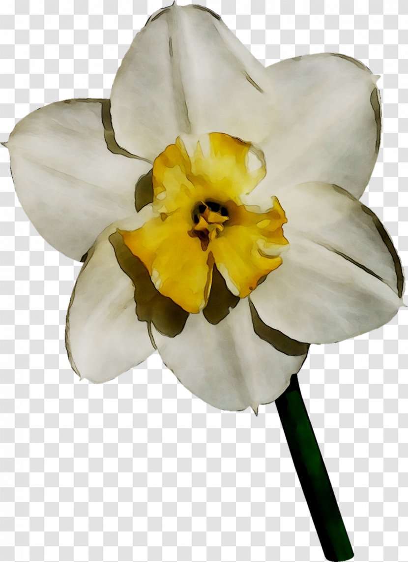 Yellow Narcissus Moth Orchids - Amaryllis Family - Plant Transparent PNG