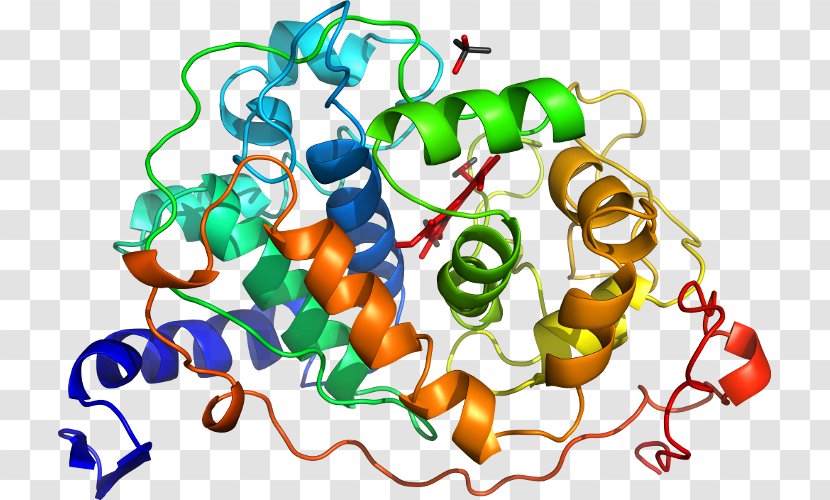Protein Superfamily Gene Duplication Organism Clip Art - Periplasm - Peroxidase Transparent PNG