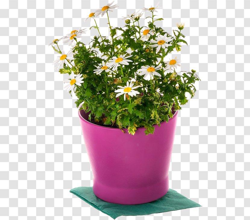 Marguerite Daisy Cut Flowers Annual Plant Plants - Argyranthemum Frutescens Transparent PNG