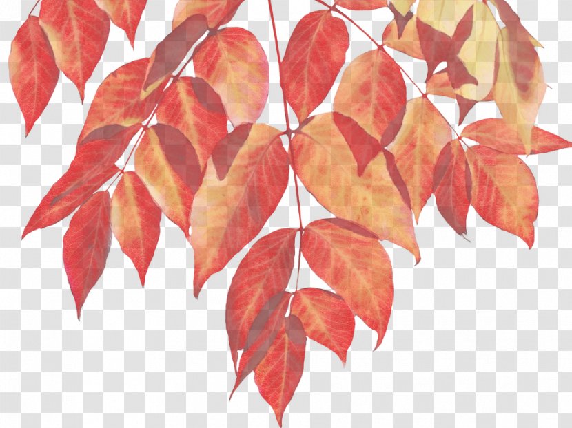 Red Maple Tree - Leaf - Branch Sweet Gum Transparent PNG