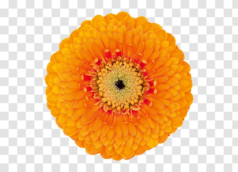 Transvaal Daisy Cut Flowers Chrysanthemum Orange - Gerbera Transparent PNG