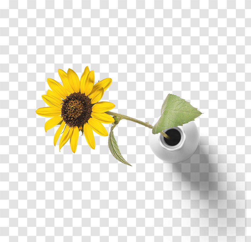 Common Sunflower Yellow Transparent PNG