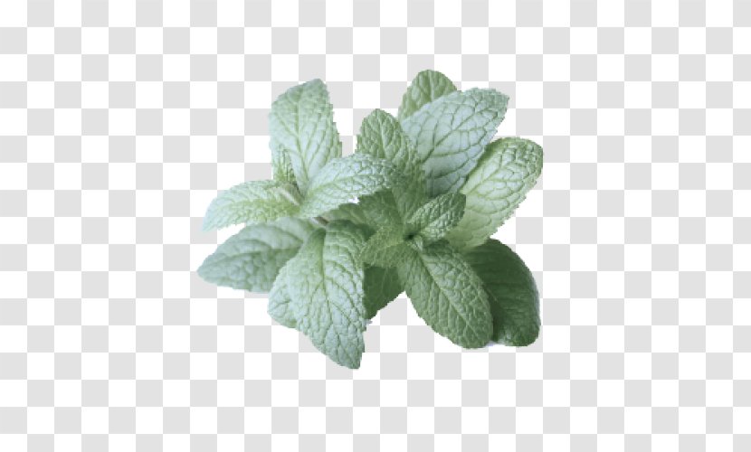 Leaf Plant Flower Herb Mint - Peppermint Spearmint Transparent PNG