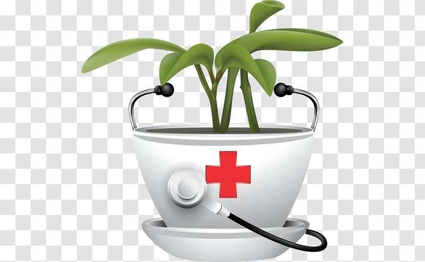 Medicinal Plants Therapy Traditional Medicine Drug - Blood Vessel - Plant Transparent PNG