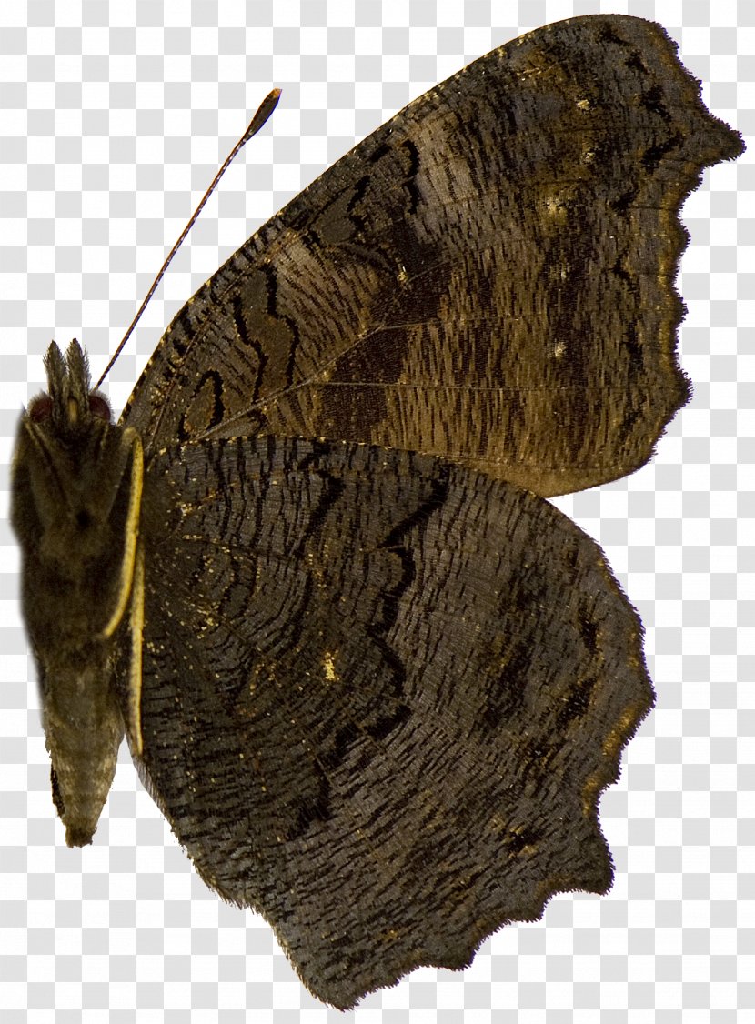 Brush-footed Butterflies Moth Butterfly - Moths And Transparent PNG