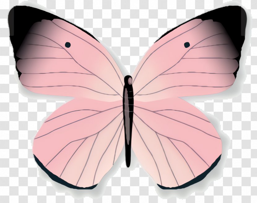 Butterfly - Moths And Butterflies - Emperor Brushfooted Transparent PNG