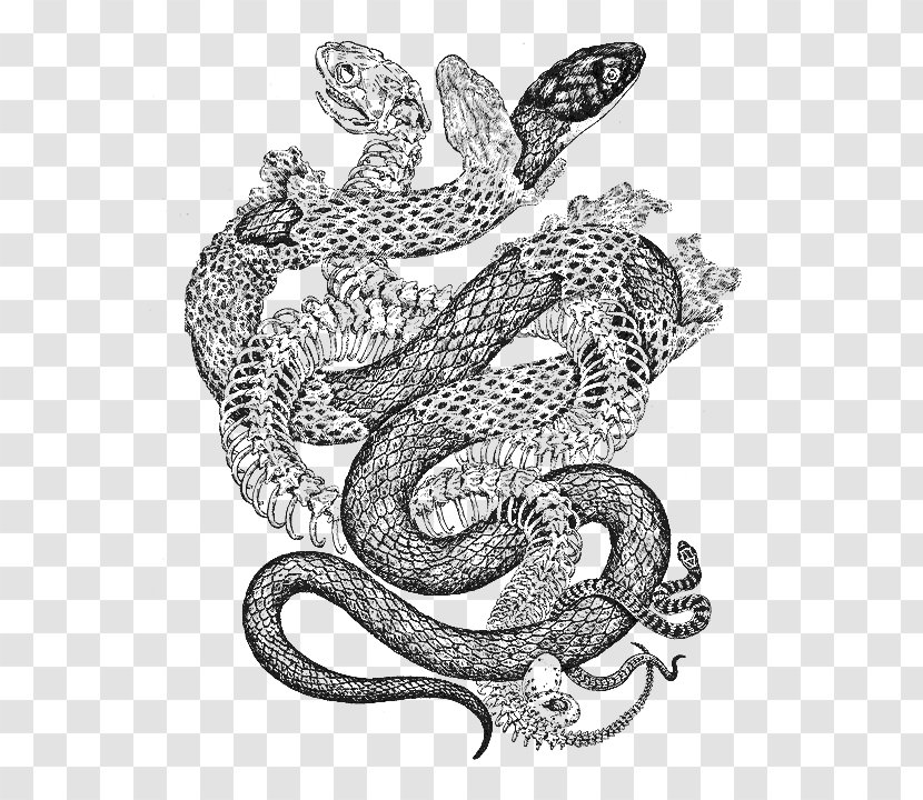 Book Illustration - Snakes - Coloring Viper Transparent PNG