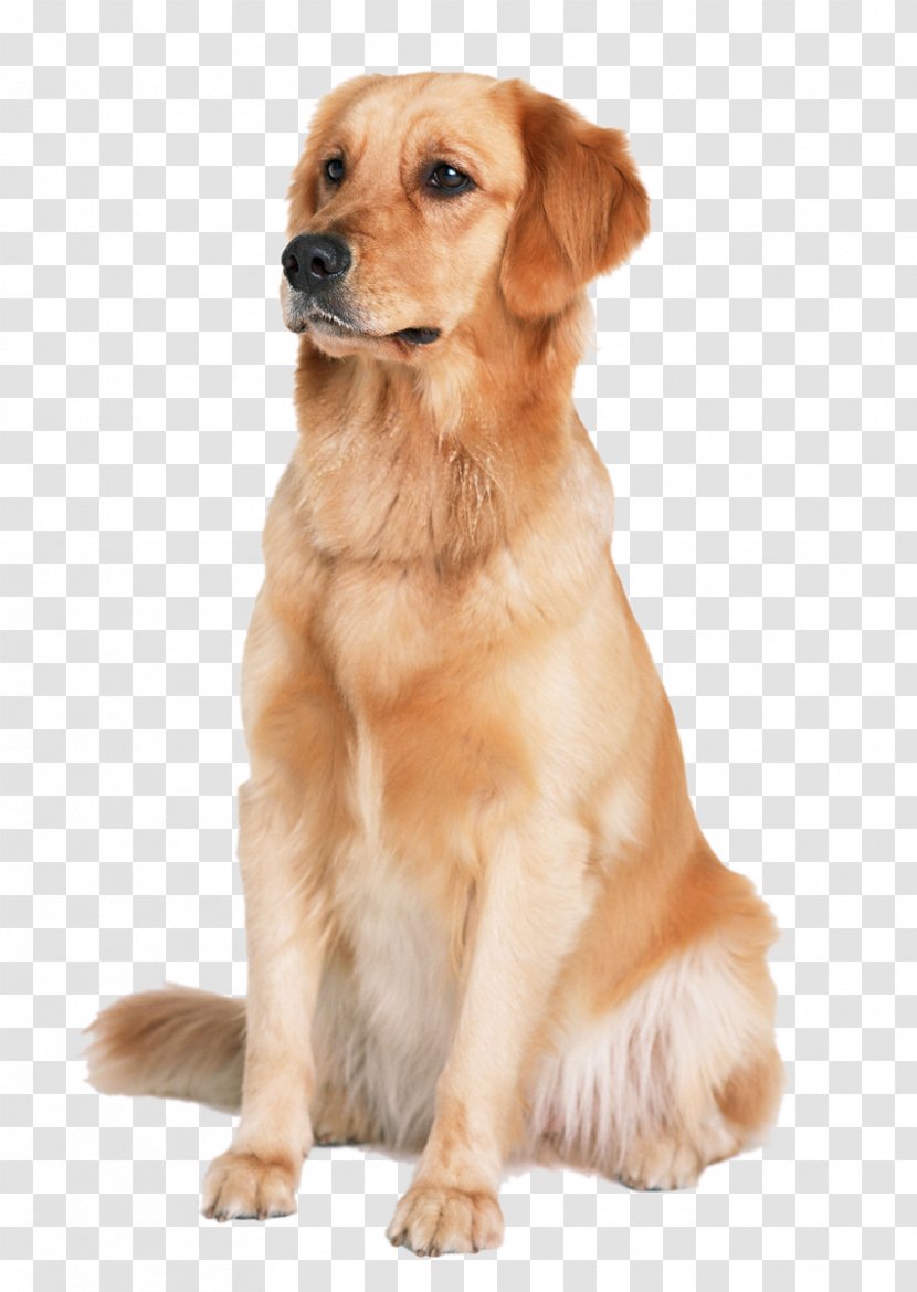 Golden Retriever Labrador Labradoodle Puppy Cat - Dog Transparent PNG