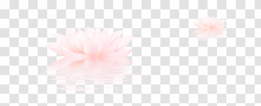 Petal Desktop Wallpaper Sky Close-up Computer - Closeup - Lotus Transparent PNG