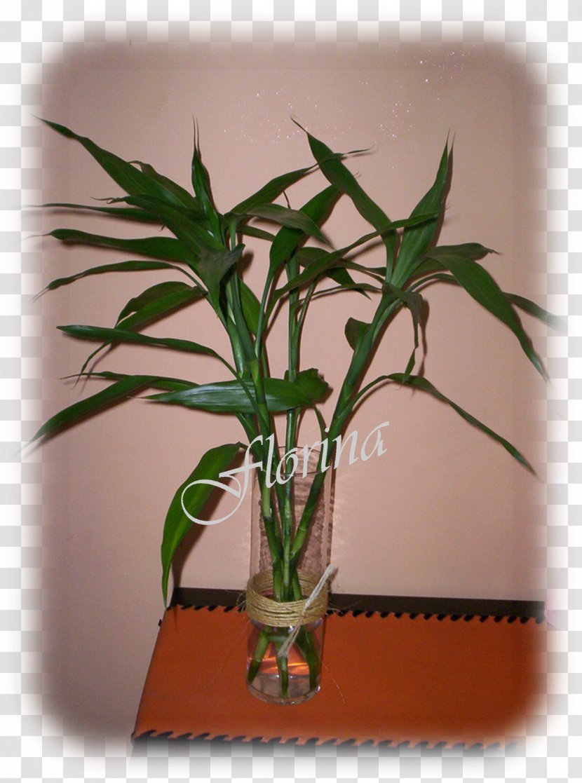 Flowerpot Plant Stem Houseplant - Bambu Transparent PNG