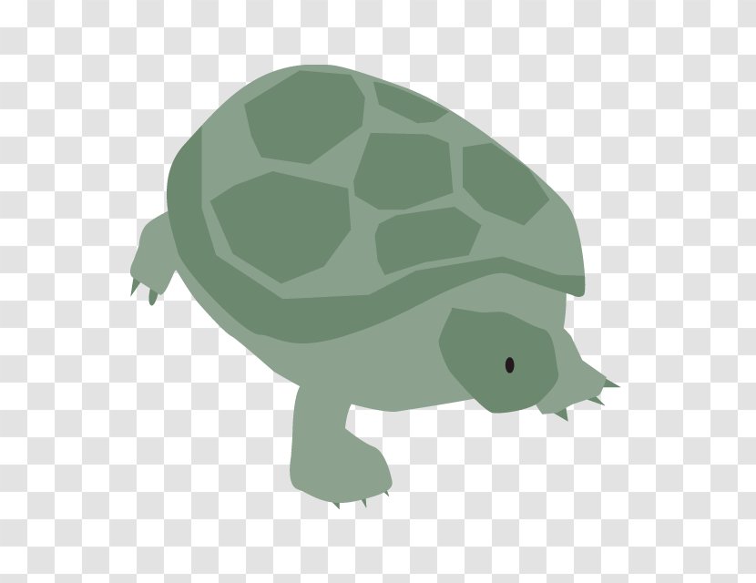 Turtle Book Illustration Tortoise Clip Art Transparent PNG