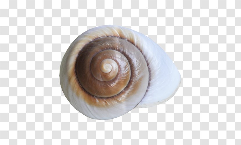 Conchology Sea Snail Seashell Nautiluses - Snails And Slugs Transparent PNG