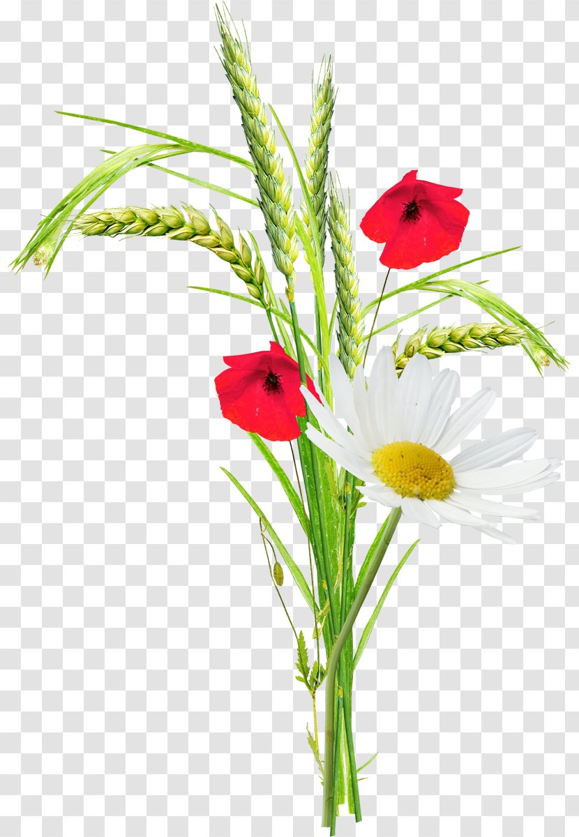 Poppy Flower Clip Art - Flowering Plant - Gazania Transparent PNG