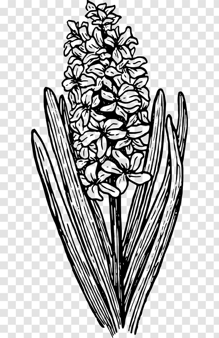 Hyacinth Clip Art - Artwork - Botanical Flower Transparent PNG