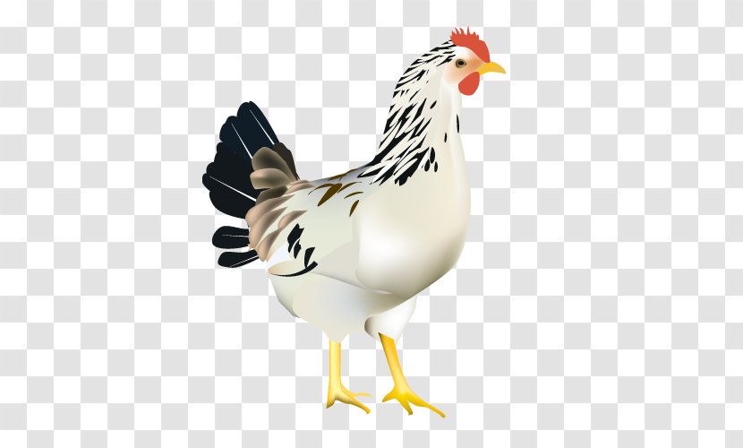Rooster Chicken Broiler Web Browser - Wing Transparent PNG