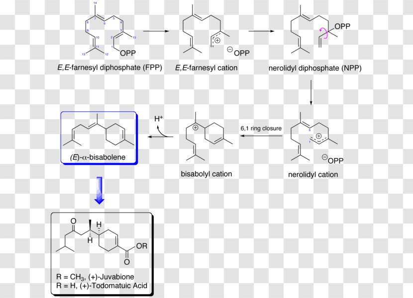 Biosynthesis Mevalonic Acid Juvabione Mevalonate Pathway Ester - Parallel - Path Way Transparent PNG