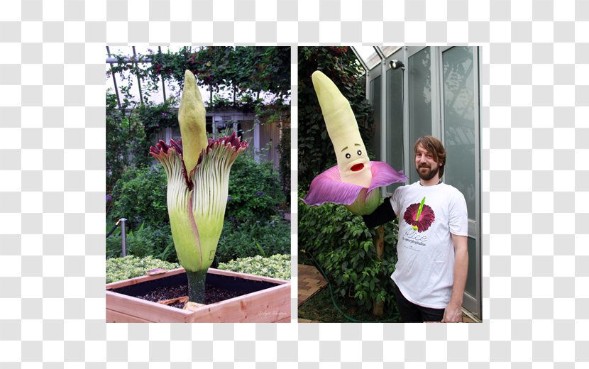 Titan Arum Banana Flowerpot Zaminkand Arums Transparent PNG