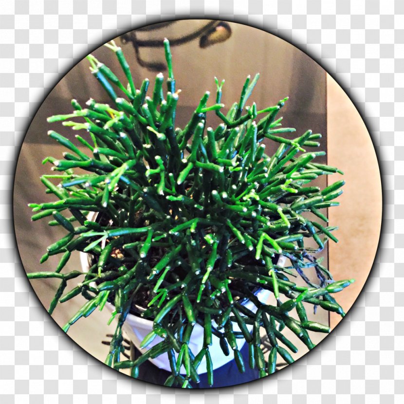 Rhipsalis Baccifera Pilocarpa Cereuscula Cactaceae Succulent Plant - Genus - Succulants Transparent PNG