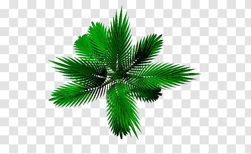 Date Palm Leaf Plant Stem Arecaceae Transparent PNG