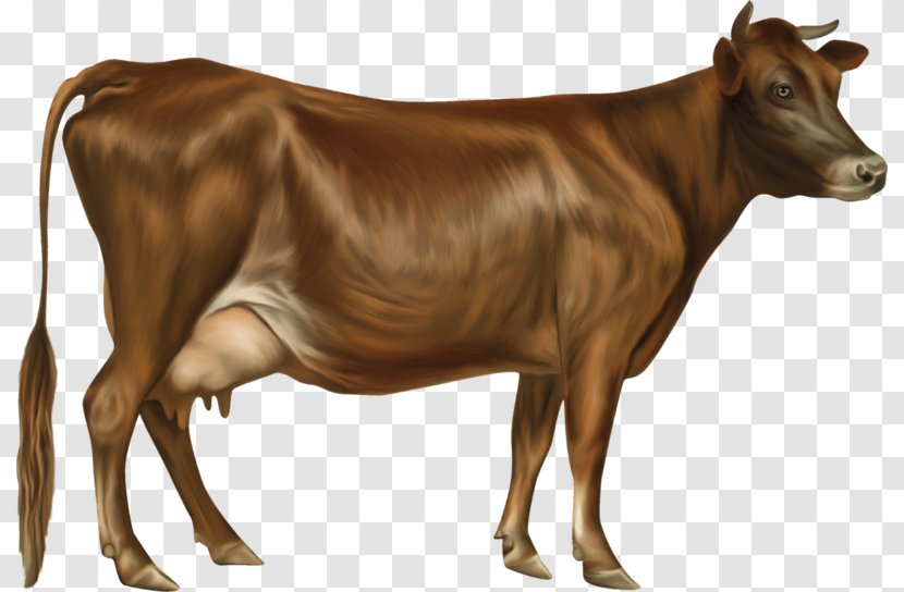 Jersey Cattle Holstein Friesian Guernsey Ayrshire - Drawing - Terrestrial Animal Transparent PNG