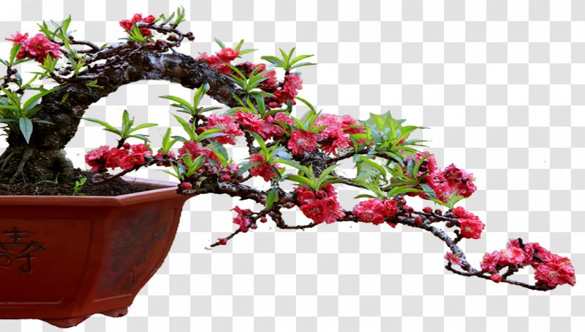 Flowerpot Layue Month Calendar Flowering Plant - Plane Transparent PNG